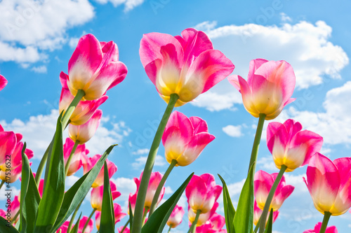 Pink tulips against blue sky with white clouds