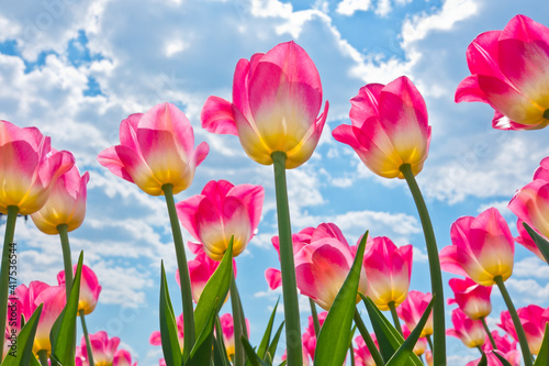 Pink tulips against blue sky with white clouds