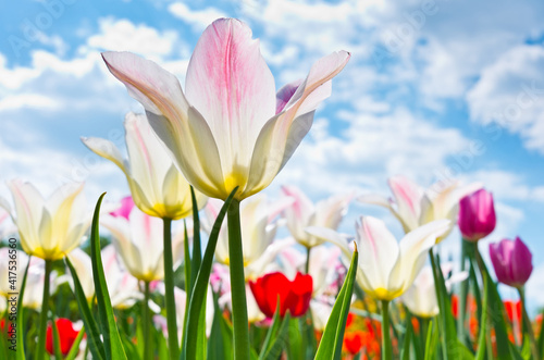 tulips against blue sky with white clouds