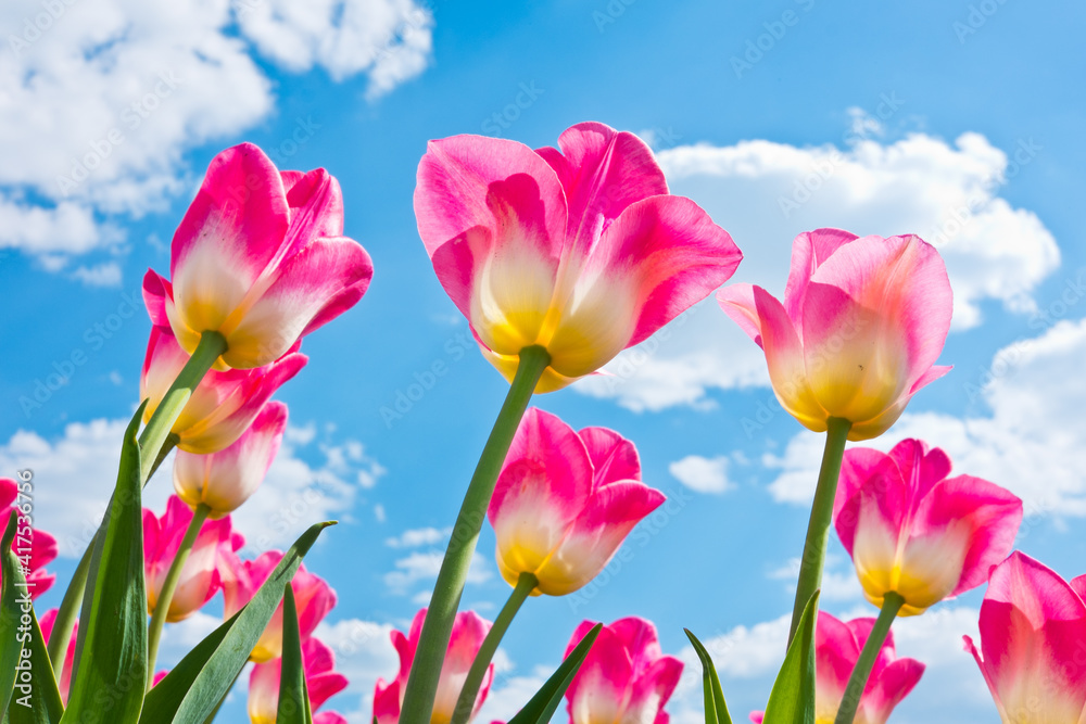 Obraz premium Pink tulips against blue sky with white clouds