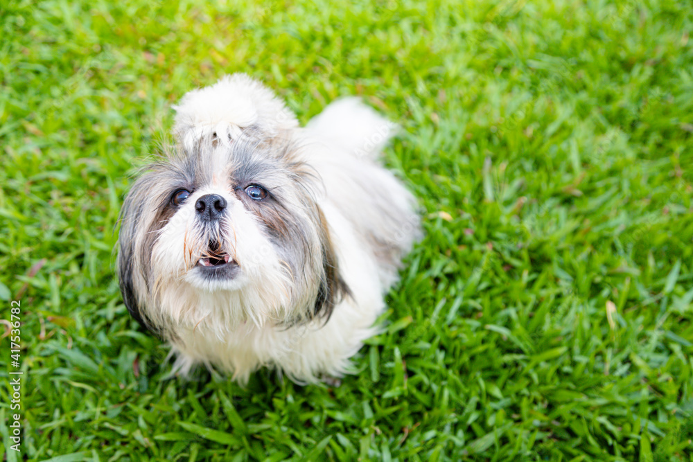 Lovely Female Shih Tzu dog on lawn Lovely Female Shih Tzu dog on lawn