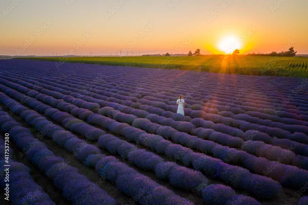Fototapeta premium Aerial view of a woman in a white dress, among blooming lavender field at sunset