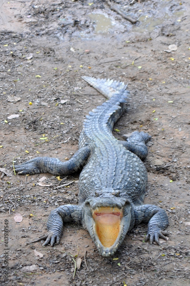 Obraz premium Crocodile / Open mouth