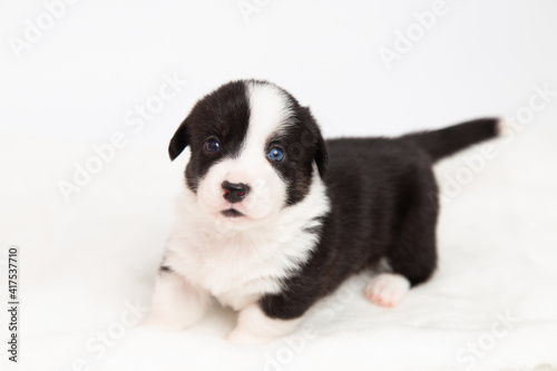 Welsh Corgi Cardigan cute fluffy dog puppies. funny animals on white background with copy space