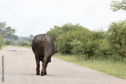 Kruger National Park  Buffalo blocking the main road