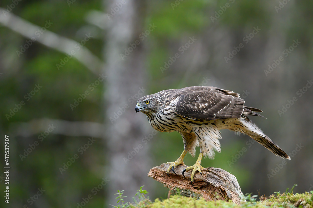 Fototapeta premium Northern goshawk in autumn forest