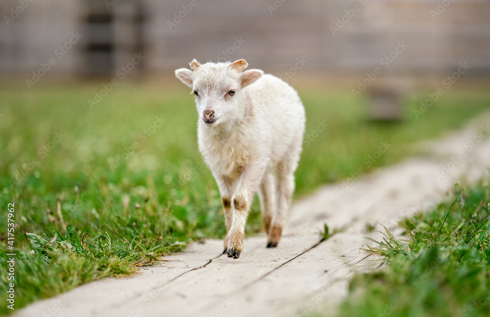 Obraz premium Young ouessant sheep or lamb, walking on wooden board near spring meadow