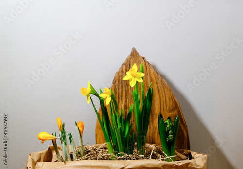Daffodils and hyacinth in a cardboard bag on a gray background. Close up side view. Everything natural and natural. Poster, placard, background for your design.