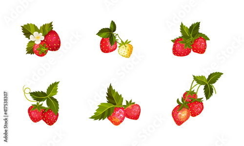 Fototapeta Naklejka Na Ścianę i Meble -  Garden Strawberry Branches with Whole Red Berries Vector Set
