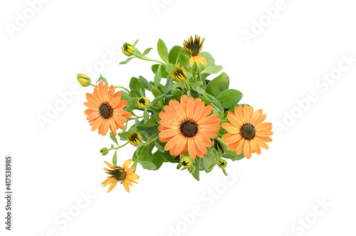 Top view beautiful  orange arctotis flower blooming with green leaves and branch, in cement pot on white background isolated and clipping path. photo