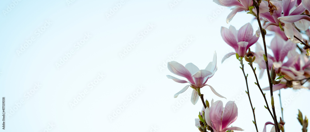 Fototapeta premium Bannière de fleurs roses sur tige dans un magnolia en lumière naturelle sur le bord droit, sur un fond dégradé vide bleu et blanc