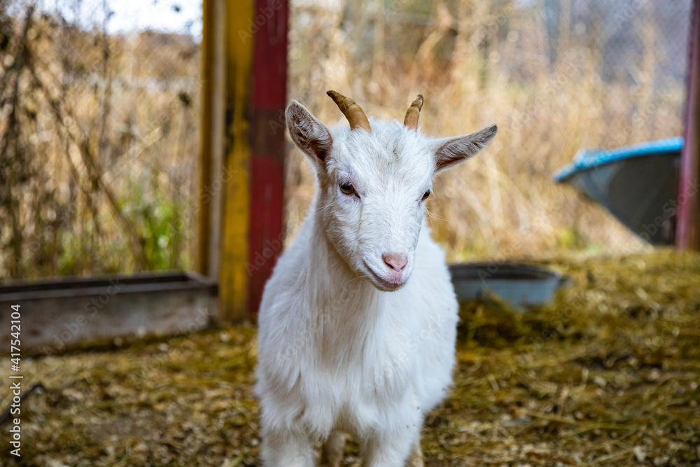 cute goat cub looks at the camera.
