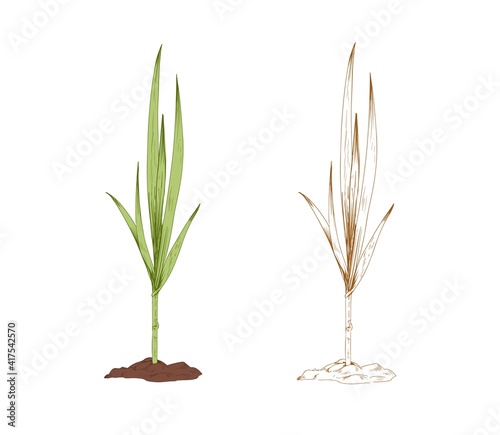 Colored sugarcane grass and outlined sketch of sugar cane. Couple of field plants. Contoured botanical elements. Hand-drawn vector illustration isolated on white background