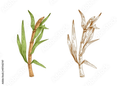 Colored sugarcane stalk with leaves and outlined sketch of sugar cane. Two branches of field plant. Couple of contoured botanical elements. Hand-drawn vector illustration isolated on white background