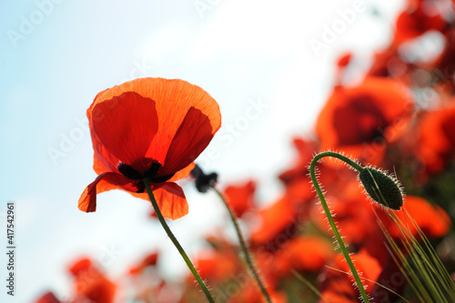 Close-up of wild poppy red flower