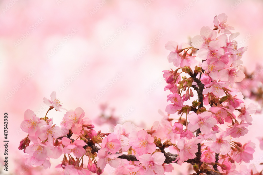 Fototapeta premium 桜の花 