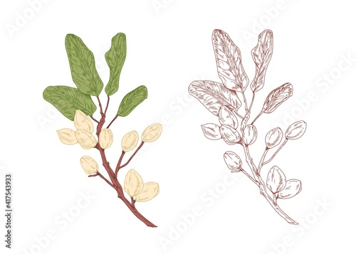 Colored pistachio tree branch and unpainted outlined sketch of pistache plant with leaves. Contoured botanical elements with ripe nut fruits. Drawn vector illustration isolated on white background