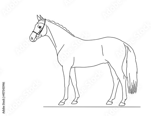 Beautiful warmblood horse stands in profile. Vector isolated illustration.