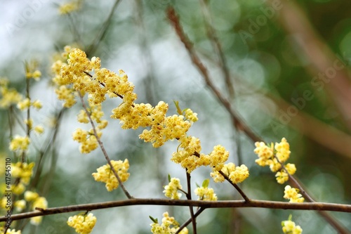 Wild pepper(Litsea cubeba) flower bloom, spire stone in Hsinchu, Taiwan