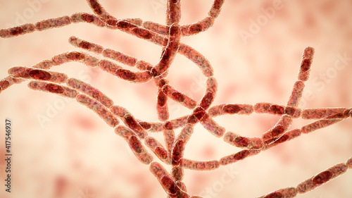 Bacteria Bacillus anthracis photo