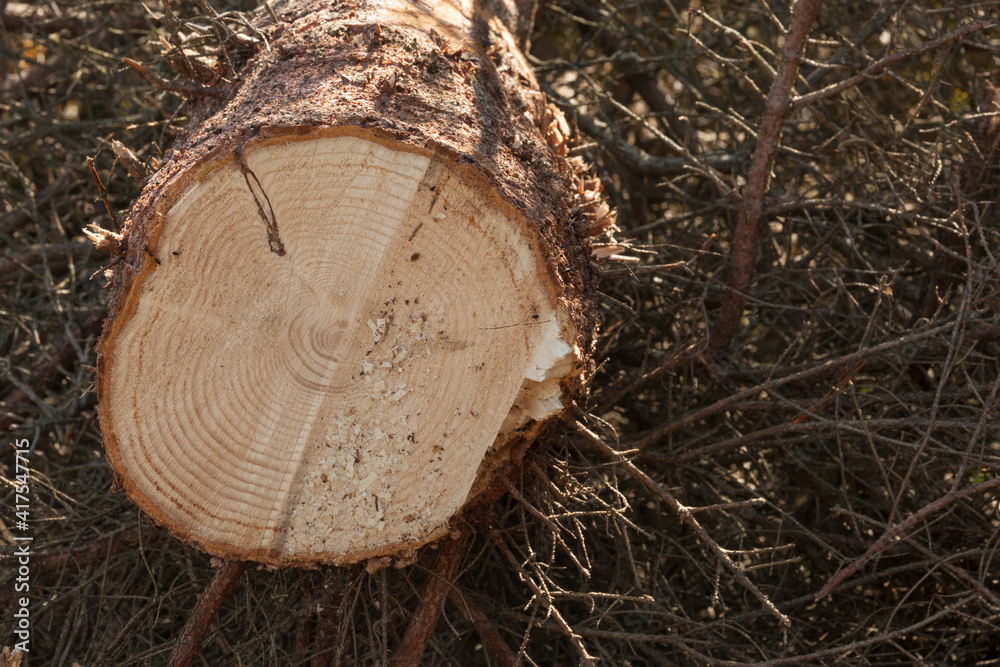 controlled deforestation inside an Italian forest. Cross section of a young pine tree controlled deforestation inside an Italian forest. Cross section of a young pine tree