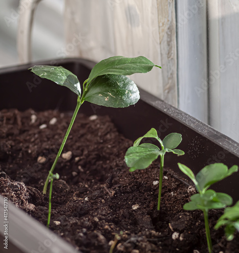 Green potted plant, seedlings on the window, the sprout in a pot, the germ of a lemon