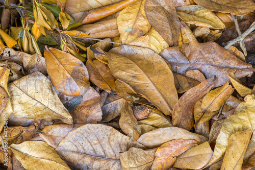 Dried leaves shot ideal for nature backgrounds