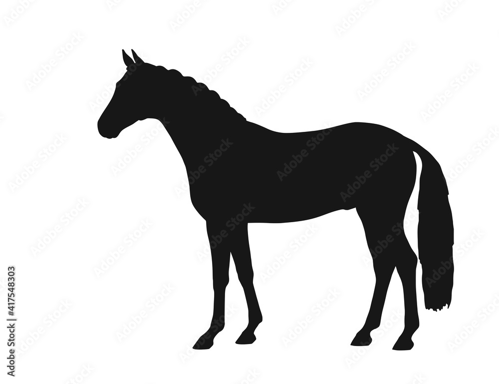 Beautiful warmblood horse stands in profile. Vector isolated silhouette