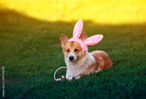 cute corgi dog puppy in Easter bunny ears lies on the green grass in the sunny garden with a basket of eggs