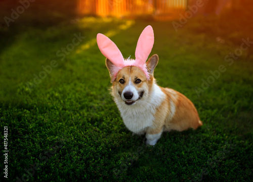 cute corgi dog puppy in pink Easter bunny ears lies on the green grass in the spring sunny garden