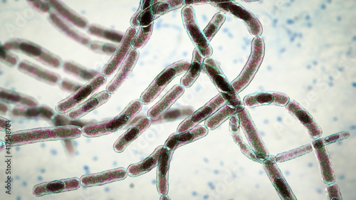 Bacteria Bacillus anthracis photo