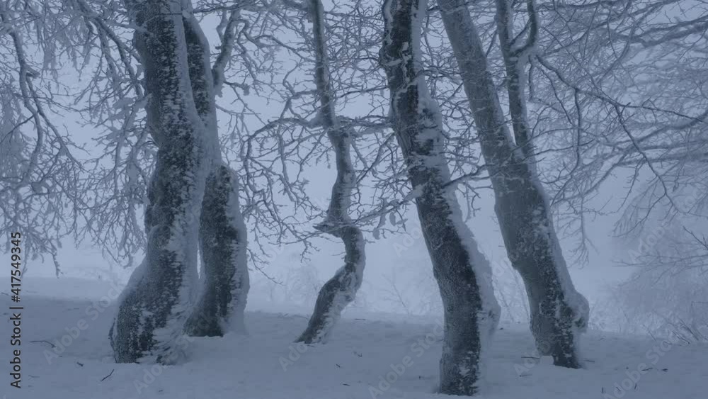 Trees covered with fragile ice and snow at foggy weather. Winter snowy nature woodland landscape Trees covered with fragile ice and snow at foggy weather. Winter snowy nature woodland landscape