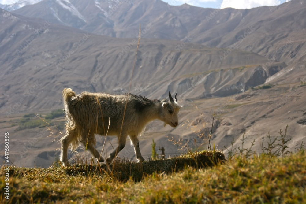 Pamir mountains long hair goat in the Wakhan Corridor in Tajikistan
