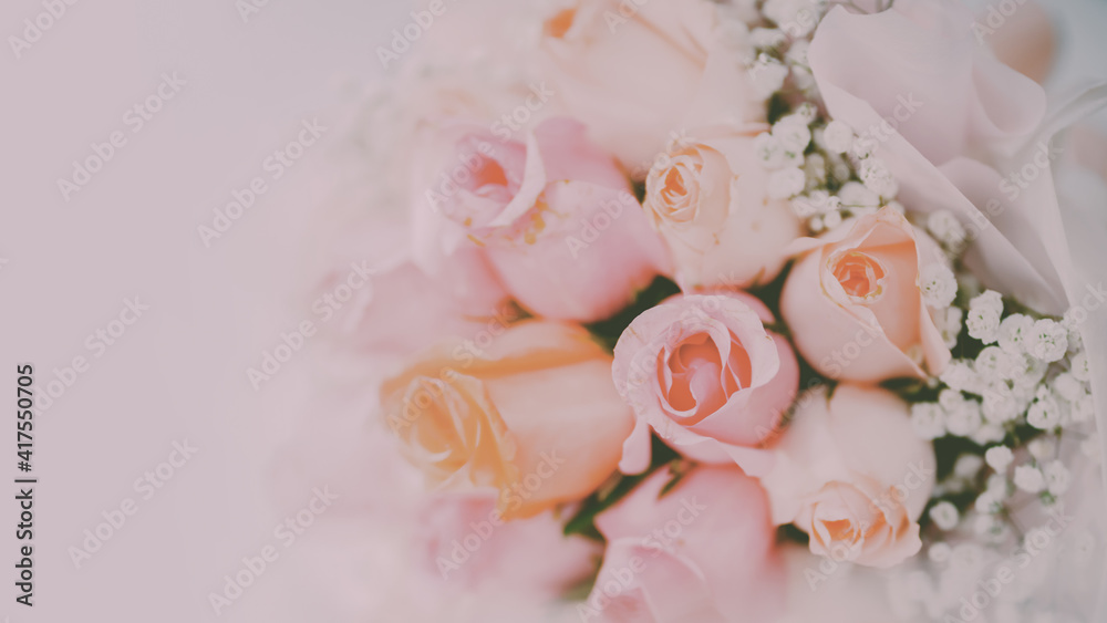 pink rose flower on pink background pink rose flower on pink background