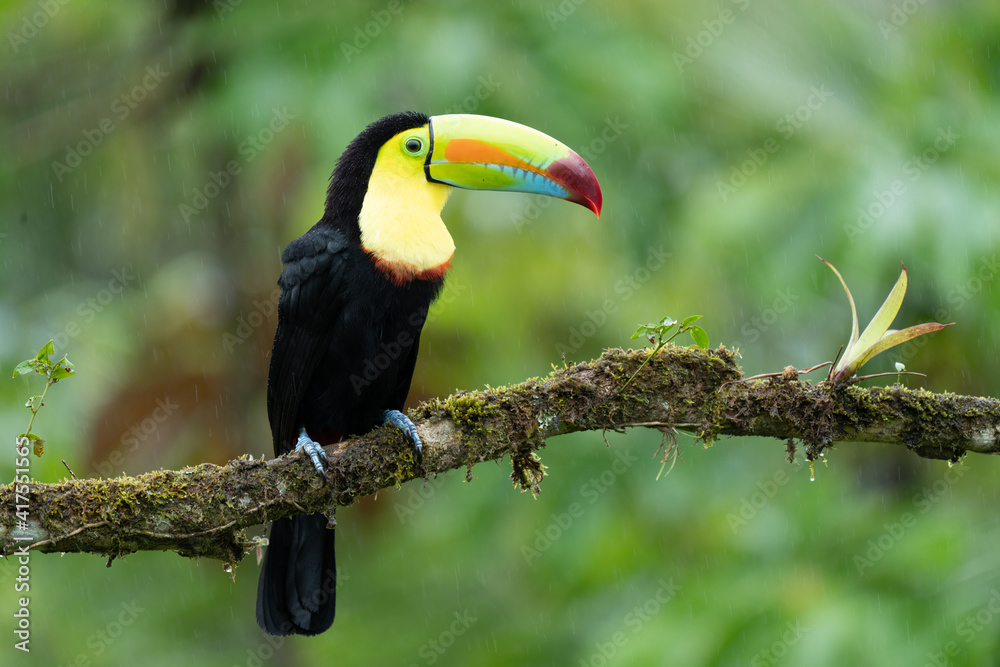 Fototapeta premium Keel-billed Toucan - Ramphastos sulfuratus, large colorful toucan from Costa Rica forest with very colored beak.