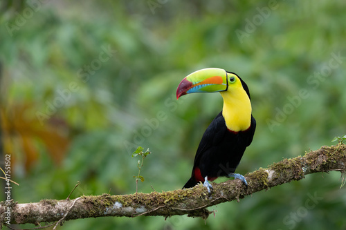 Keel-billed Toucan - Ramphastos sulfuratus, large colorful toucan from Costa Rica forest with very colored beak. © vaclav