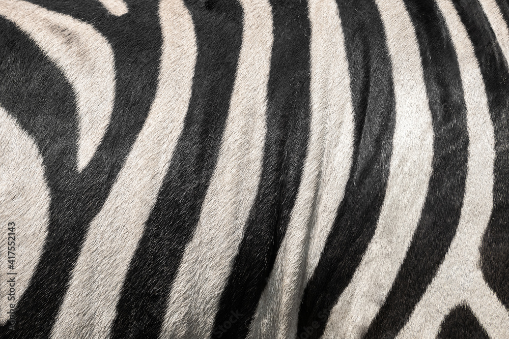 Fototapeta premium Zebra texture.