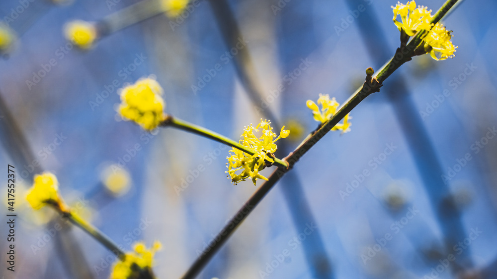 yellow blossoms on blue sky spring yellow blossoms on blue sky spring
