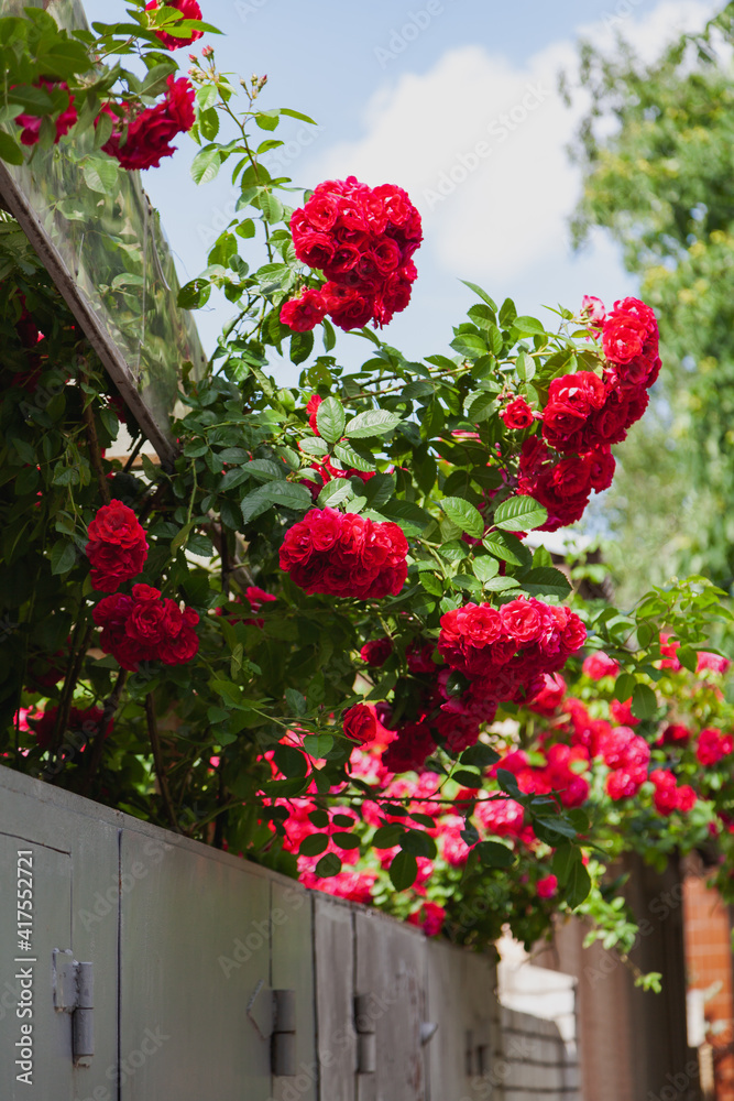Tall green bush with red rose flowers