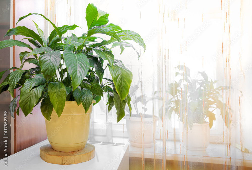 Fototapeta premium Beautiful green spathiphyllum house plant on sunlit real kitchen window background.
