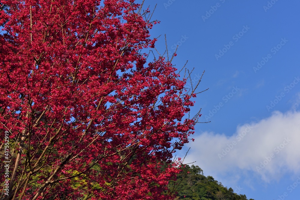 Blooming red and white sakura scenery in the mountains of Taiwan. Blooming red and white sakura scenery in the mountains of Taiwan.