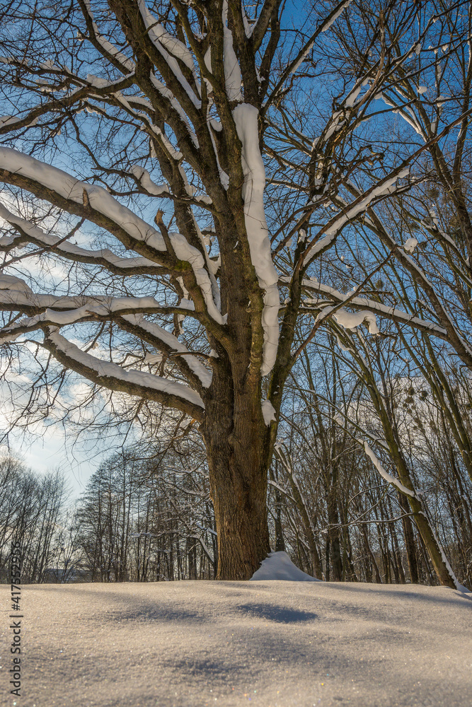 Fototapeta premium Sunny day in the frosty forest in the winter season. Landscape with forest and perfect sunlight with snow and clean sky. Beatuful contrast of snow shapes and shadows