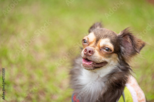 Long haired chihuahua dog playing
