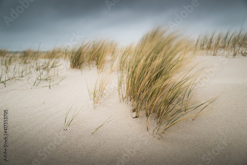 Fototapeta Naklejka Na Ścianę i Meble -  Waving grass in stormy winds on sand dunes during bad weather on Sylt island Germany