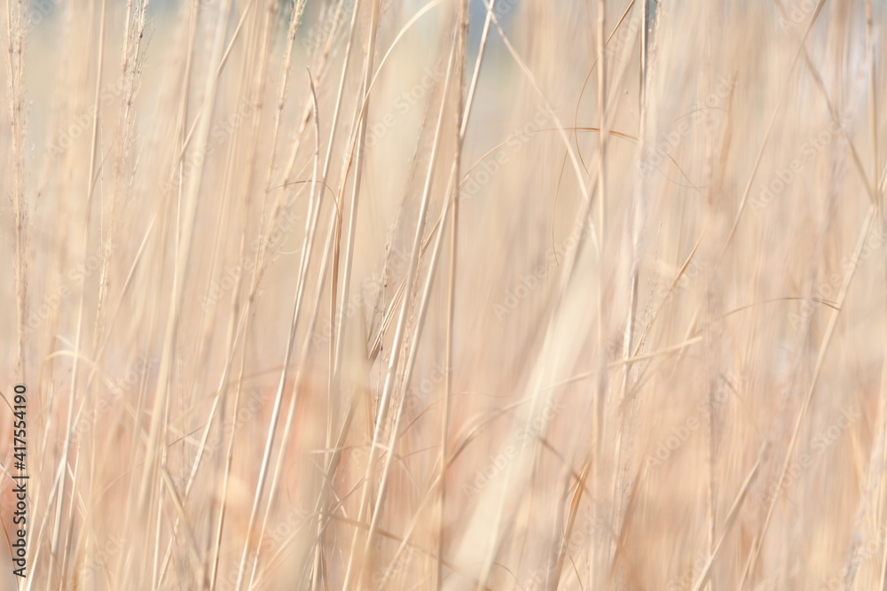 Fototapeta premium 雑草