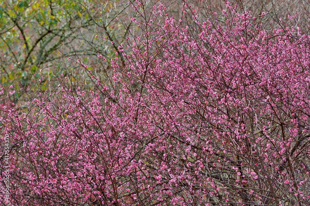 Blooming red and white sakura scenery in the mountains of Taiwan. Blooming red and white sakura scenery in the mountains of Taiwan.