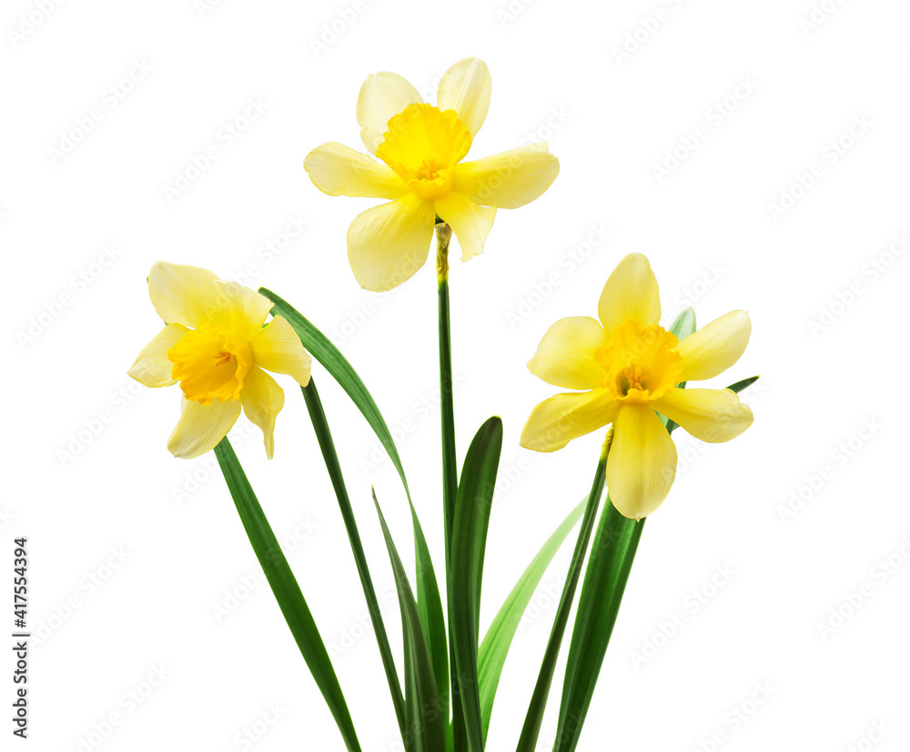 Spring floral border, beautiful fresh daffodils flowers, isolated on white background. Selective focus