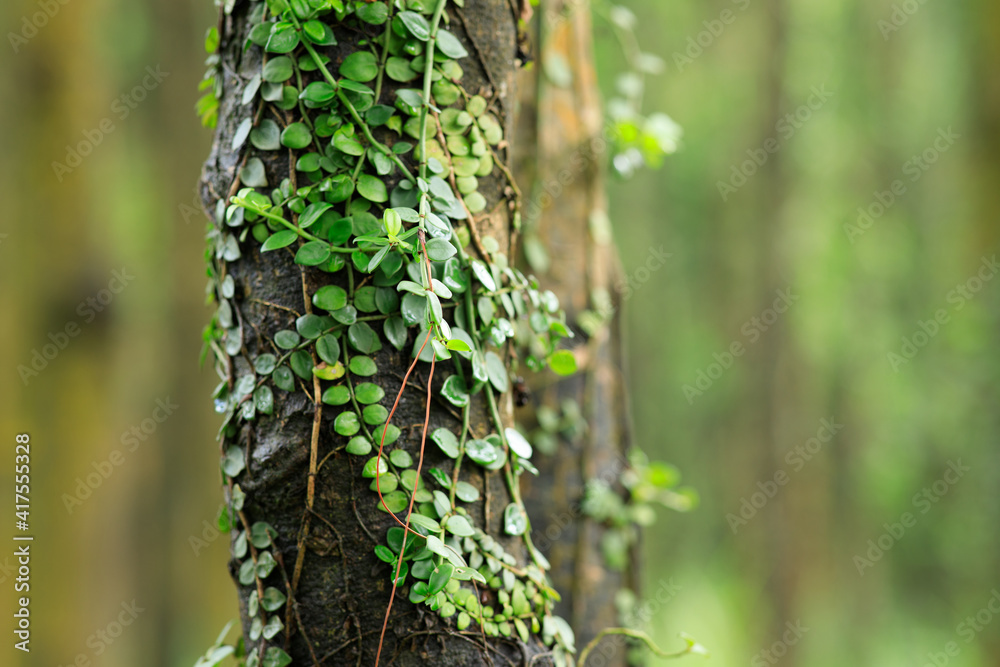 Parasitic vine wrapped around tree trunk in tropical forest Parasitic vine wrapped around tree trunk in tropical forest