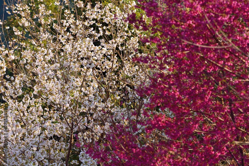 Blooming red and white sakura scenery in the mountains of Taiwan. Blooming red and white sakura scenery in the mountains of Taiwan.