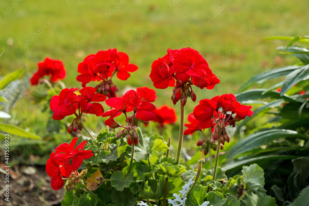 Beautiful red flowers growing on the lawn